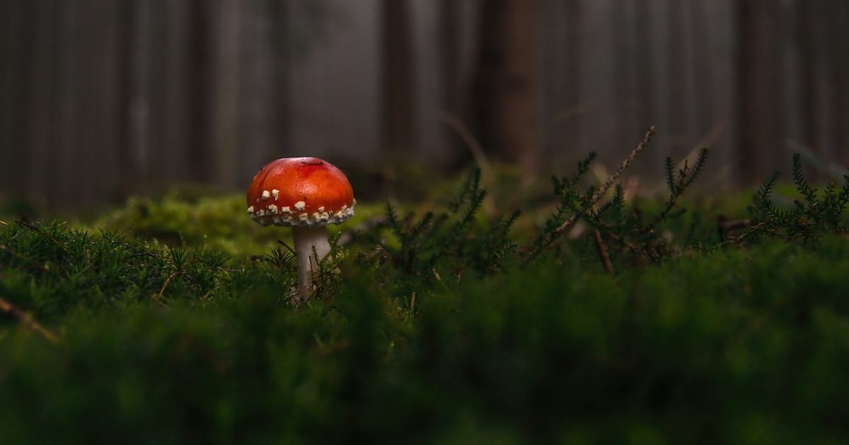 pixabay free photos mushroom