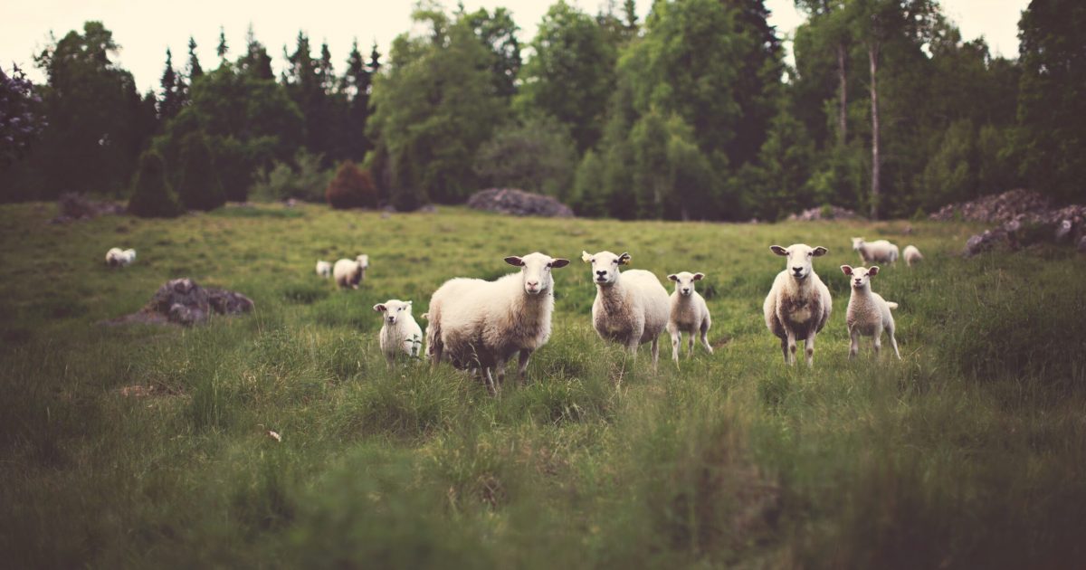 negative-space-curious-sheep-field-farm-grass-stock-trees-forest