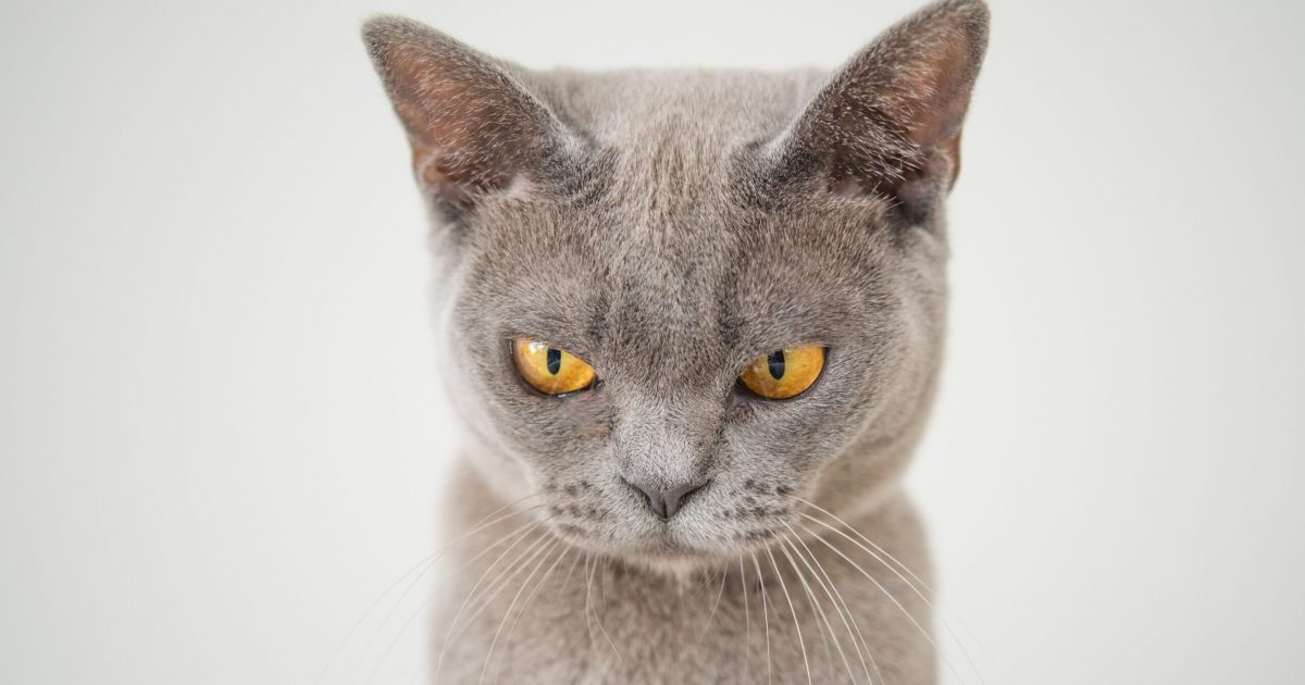 skitterphoto stock images suspicious cat