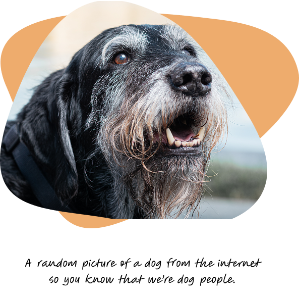 photo of dog on custom wordpress development page